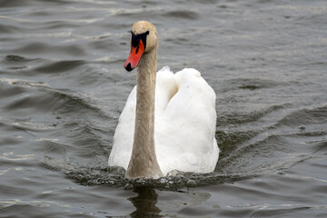 Naklejka premium Graceful white swan swimming in calm water during a tranquil afternoon in a serene lake environment