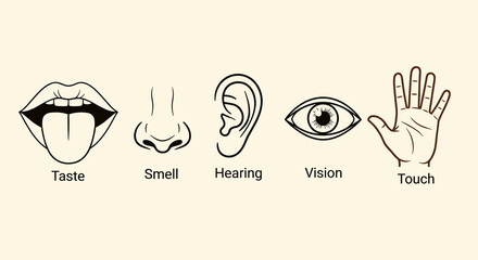 Five Human Senses Illustration: Taste, Smell, Hearing, Vision, Touch - Sensory Perception and Bodily Awareness, Educational Diagram for Science, Medicine and Anatomy, Healthcare, Clinic Marketing, Tea