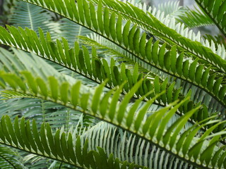 green leaves background tropical cycad © LookLook