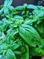 fresh basil leaves