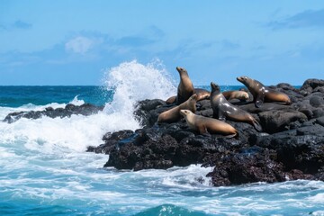Sea lions resting on rocky shoreline with waves crashing nearby
