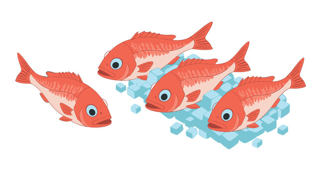 Isometric red snapper on ice cubes  fresh seafood concept art