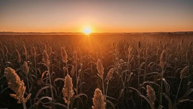 Sunrise Over Grain Field at Golden Hour in Rural Landscape