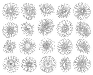 Collection of hand drawn line art illustrations of gerbera daisies