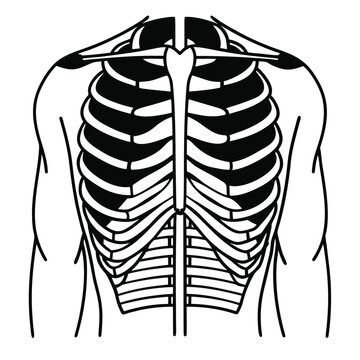A simple vector diagram of the intercostal muscles, illustrating the muscles between the ribs used for breathing.