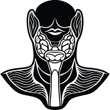 A vector illustration of the parotid gland, illustrating the largest salivary gland in the face/neck area.