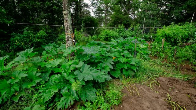 Zucchini plants starting to get powdery mildew by the end of gardening season