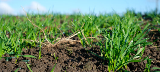 Close-up of winter wheat growing on moist, cloddy soil. Fresh green shoots with dew of a sunny morning. Natural farming conditions and the healthy development of the crop.