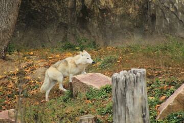 A majestic light colored wolf positioned among stones and cliffs, symbolizing independence and wilderness. 