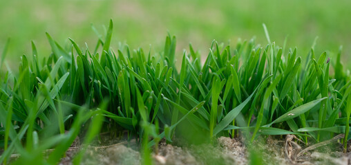 Close-up of winter wheat growing on gray soils. Fresh green shoots. Fertilization and soil management. Natural farming conditions and the healthy development of the crop.