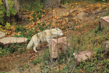 Light Furred Wolf in Natural Habitat Freedom and Wildlife Scene
