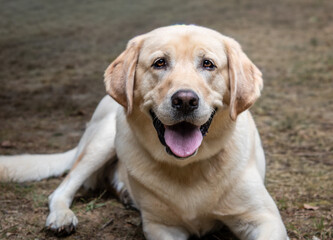 golden retriever puppy
