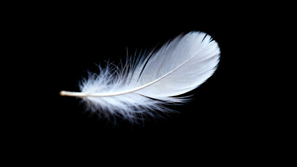 Obraz premium Soft White Bird Feather Floating Isolated on Black Background.