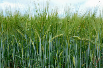 Green wheat plants at the early stage of ear ripening. Agriculture, sustainable farming, and food security.