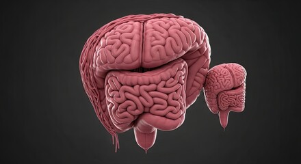 Anatomical Model of Human Brain Representing Nervous System Structure Cerebral Cortex and Organ Lobes in Detailed Medical 3d Rendering