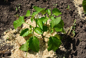 Young Pepper Plant Growing in Garden with Wood Shavings Mulch