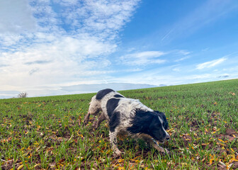 Springer Spaniel running around in a field, North Yorkshire, England, United Kingdom
