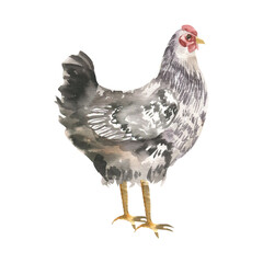 Hen farm bird watercolor illustration. Hand drawn black and whiter feather rooster, rural life and agriculture clipart for organic product label, logo, packing design