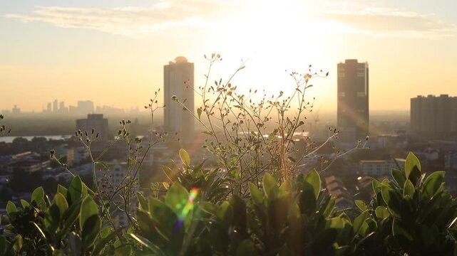 Morning video background on the rooftop of a condo, where the golden light of the morning sun reflects in a blurred bokeh with a garden and beautiful leaves.