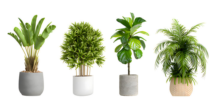 Row of stylish potted houseplants for home decorPalm-inspired greenery strip against white backgroundRow of stylish potted houseplants for home decor (variant) Palm-inspired greenery strip against wh