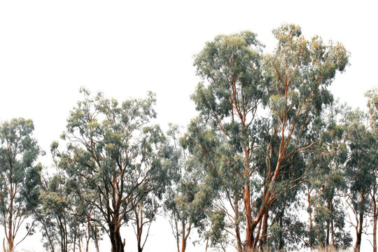Eucalyptus trees with peeling bark and green foliage against black background leaves, Isolated On Transparent Background, Png Cut Out