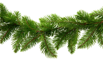 Green fir tree branches garland border on black background image, Isolated On Transparent Background, Png Cut Out