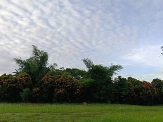 cloudy sky over a lush green field with trees