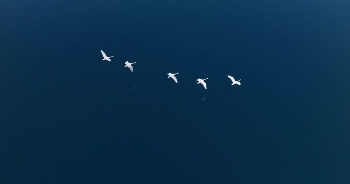 swan