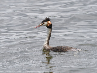 Great crested Grebe (Podiceps cristatus) swimming with ripples on water.