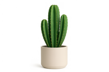 Green cactus houseplant in a white pot, isolated creating a minimalist home decor element with transparent background