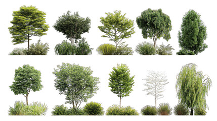 Fototapeta premium A collection of diverse trees showcasing various shapes, sizes, and foliage, illustrating the beauty of nature's greenery.