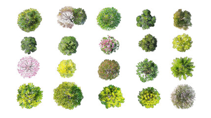 A diverse collection of various shrub-like plants showcasing different shapes, colors, and textures.