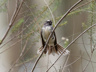 Grey Fantail (Rhipidura albiscapa) perched on a thin branch with green foliage and out of focus background
