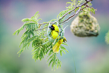 Beginings of a weaver nest