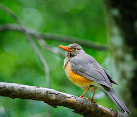 Kurrichane Thrush