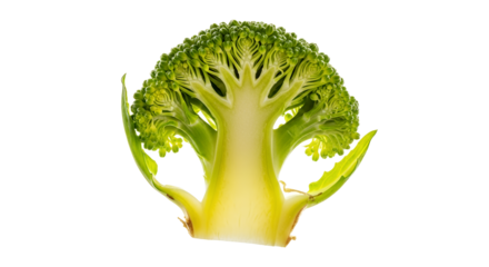 Broccoli Cross Section Exhibiting Intricate Florets and Stalk Anatomy on Light Background