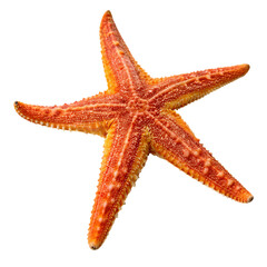 Vibrant starfish isolated for nautical designs