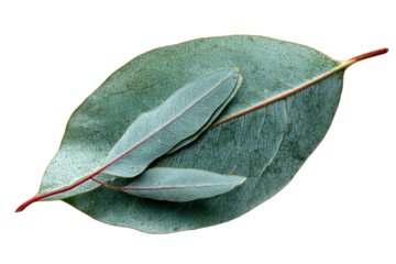 Three overlapping eucalyptus leaves with red stems on black background leaf plant, Isolated On Transparent Background, Png Cut Out