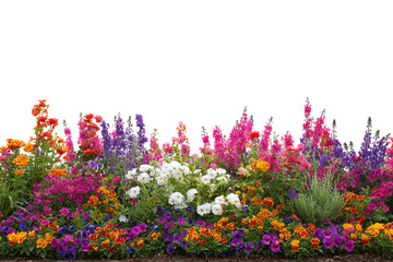 Vibrant flower bed with pink purple orange white blooms against black background garden floral, Isolated On Transparent Background, Png Cut Out