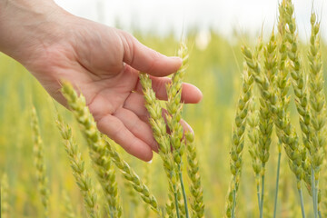 Hand touching ripe wheat in a field during a sunny day in the countryside