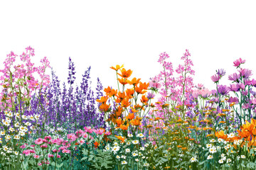 Vibrant wildflower meadow with pink purple orange and white blooms against black garden nature, Isolated On Transparent Background, Png Cut Out