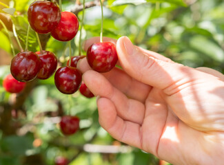 Picking ripe cherries from a tree during a sunny day in a garden