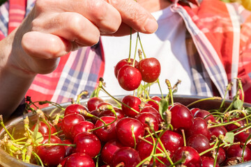 Hands harvesting ripe cherries during the summer in a garden full of colorful fruit