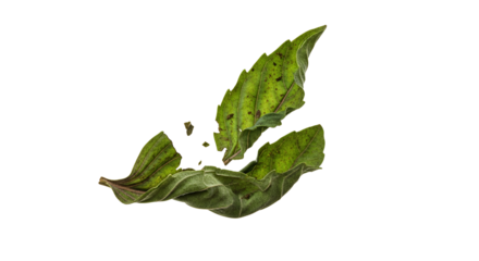 Deconstructed Botanical: A Study of Basil Leaves in Fragmentation and Isolation against Pure White Canvas, an exploration of natural