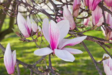 Spring blooming pink magnolia tree. Magnolia soulangeana flowering branches close-up