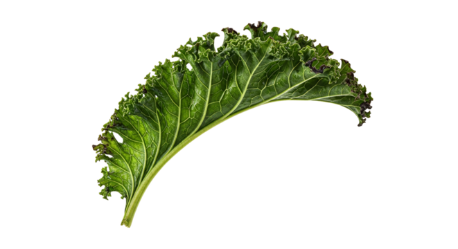 Studio shot of a vibrant green kale leaf presenting its textured surface and detailed venation against a clean, stark white background with a modern