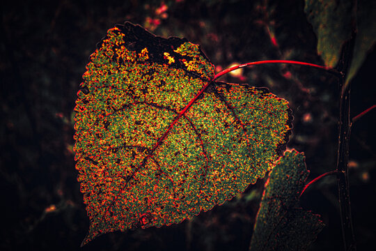 autumn leaf on the ground