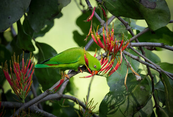 Vernal Hanging Parrot bird hanging on flower