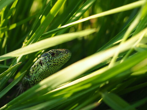 green lizard on a branch
