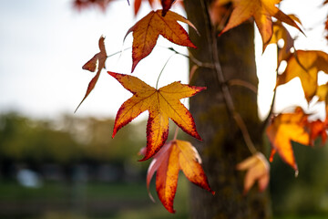 autumn leaves in sunshine in forest